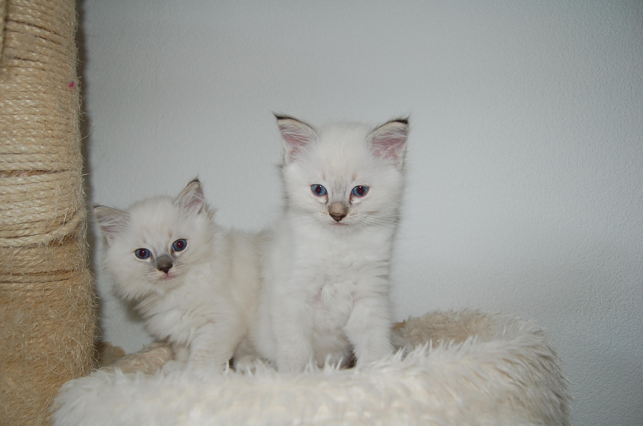 Kitten von Smoki und Nuvola