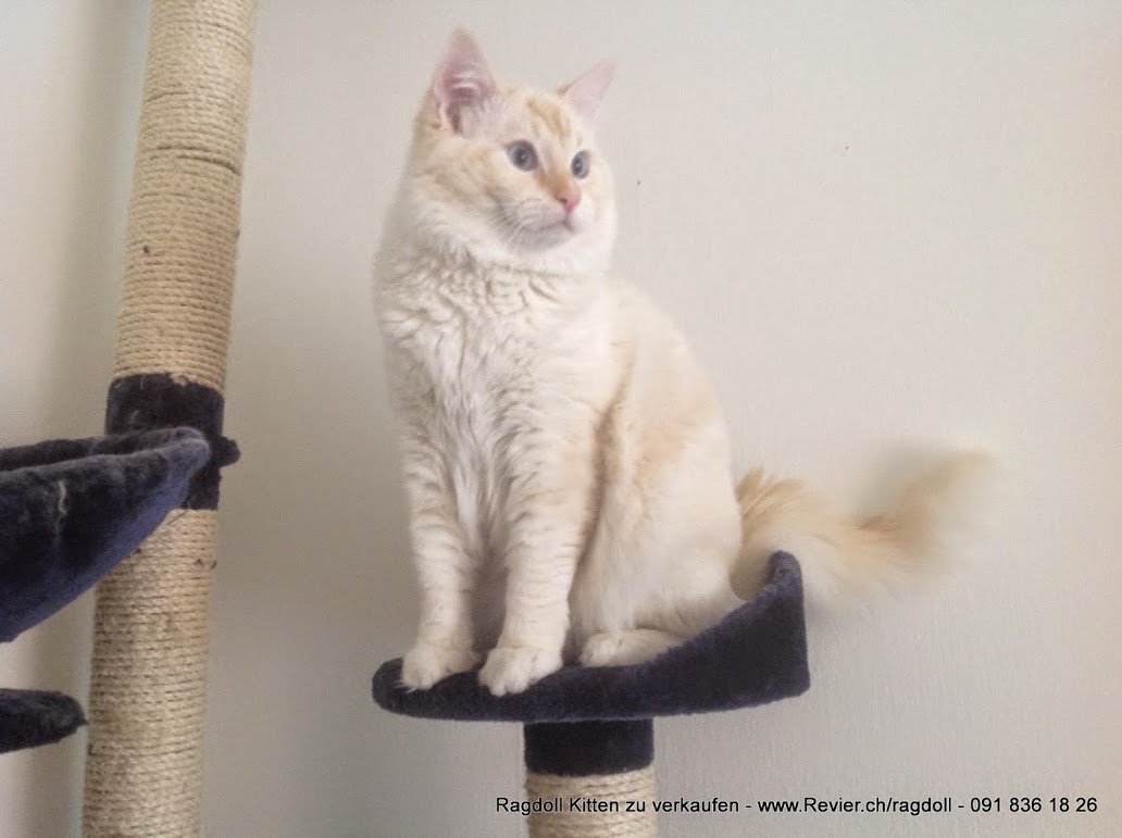 Rassenkatze Vater Kater Leo unserer Ragdoll Kitten